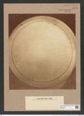 Coscinodiscus nobilis Grun. (de-Toni-Nr.: Genus 202, Species 5028) Zeichnungen Sammlung Grunow Nr. 8748 (NHMW-BOT-W0378335)